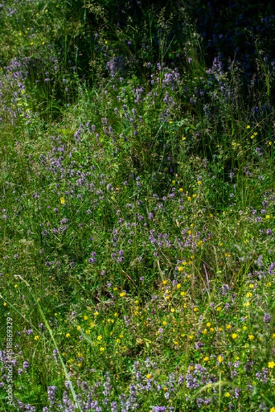 Obraz Wild thyme (Thymus serpyllum) also known as Breckland thyme or Creeping thyme flowering on the meadow.