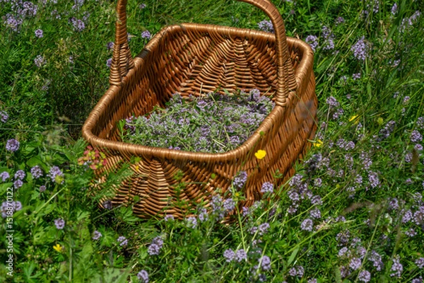 Obraz Wild thyme (Thymus serpyllum) also known as Breckland thyme or Creeping thyme in the wicker basket.