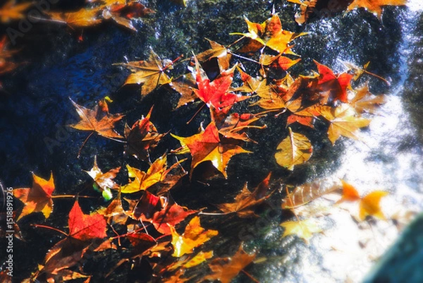 Obraz Vibrant autumn leaves gracefully float on the tranquil surface of a clear stream at Qing Shan Waterfall, Taiwan, reflecting the beauty of this natural scenic spot.