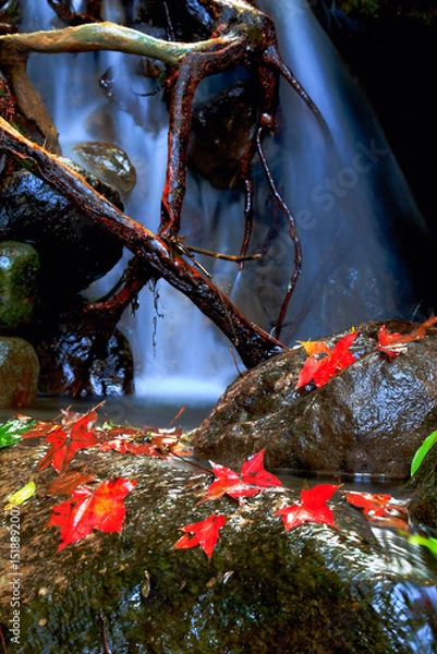 Obraz Vibrant red maple leaves and gnarled branches adorn the mossy rocks beside the tranquil cascade of Qing Shan Waterfall in Taiwan during autumn.