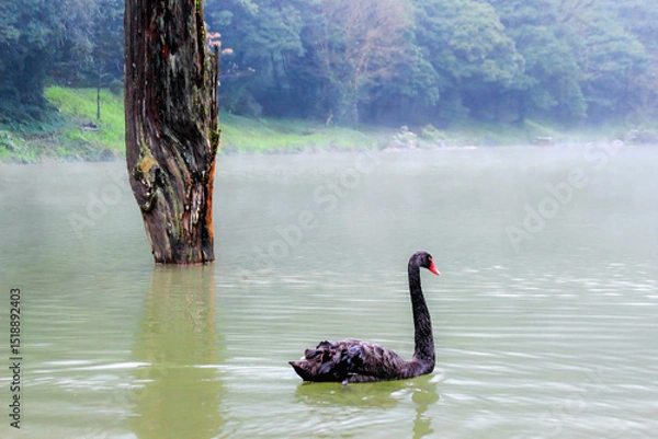 Obraz A black swan swims in a misty lake at Mingchi National Forest Recreation Area, Taiwan, surrounded by lush forest and a weathered tree.
