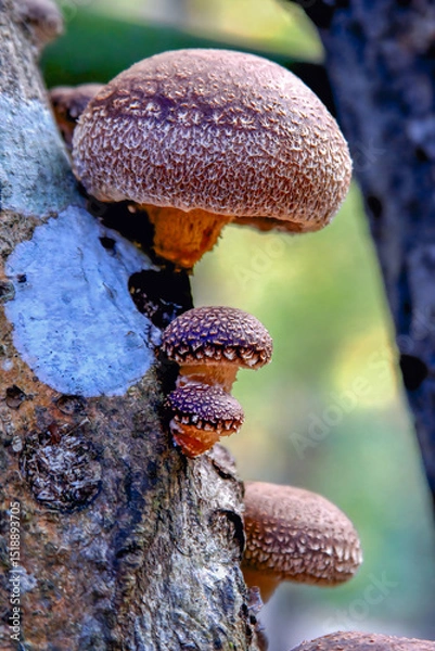 Obraz A stunning close-up of shiitake mushrooms growing on a tree in a sunny winter forest in Hsinchu County, Taiwan.