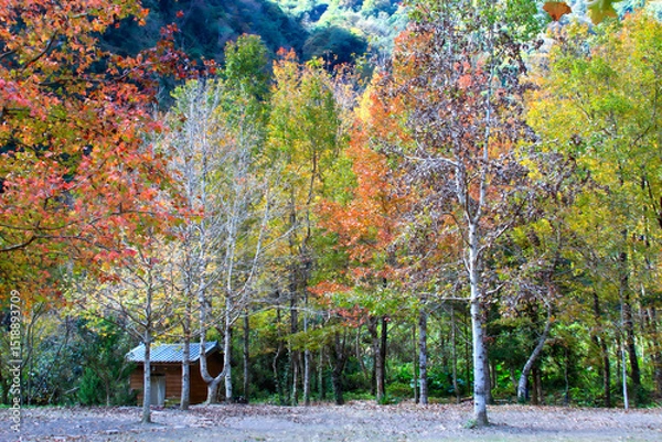 Obraz A small cabin nestled in a winter forest with trees displaying varied colors under a bright sky. Scenic nature in Hsinchu, Taiwan.