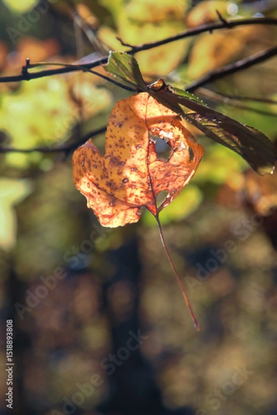 Obraz Close up of a single golden-brown autumn leaf with small holes, backlit by soft sunlight. Shows natural decay. Hsinchu, Taiwan.