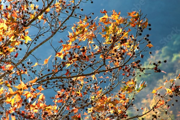 Obraz Vibrant autumn leaves and seed pods on a tree against a clear blue sky in a winter forest in Taiwan.