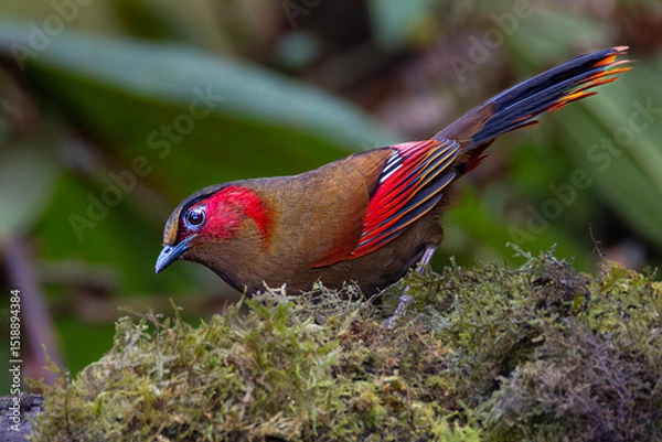 Obraz Red-faced liocichla 