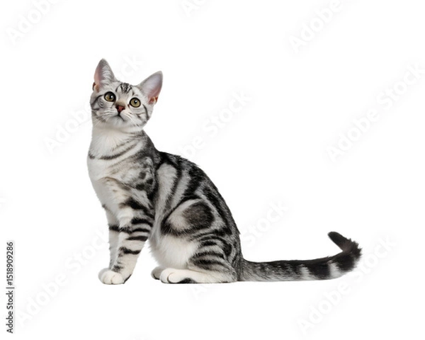 Obraz cat sitting side profile on white