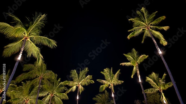 Fototapeta Coconut Trees Silhouetted Against the Night Sky, Gently Lit by a Street Light in the Background, Creating a Serene Tropical Evening Scene