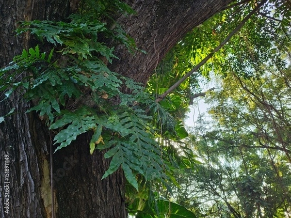 Fototapeta Drynaria quercifolia fern growing on a large tree