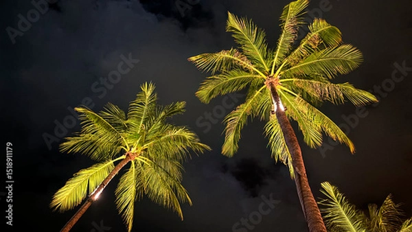 Fototapeta Coconut Trees Silhouetted Against the Night Sky, Gently Lit by a Street Light in the Background, Creating a Serene Tropical Evening Scene