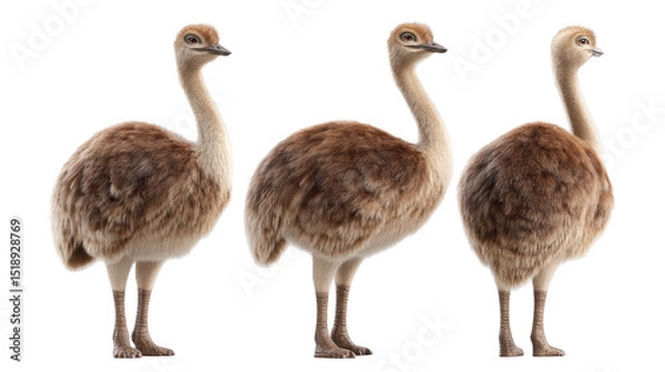 Obraz Realistic 3D Model of Three Flightless Birds with Unique Feather Patterns