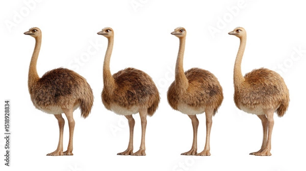 Obraz Group of Four Emus Standing in a Row with Different Poses and Expressions