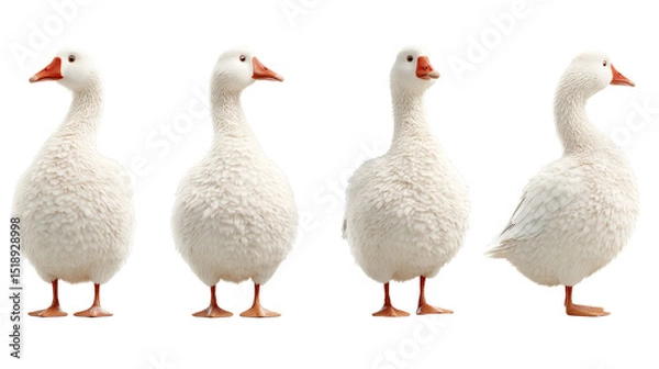 Obraz White Domestic Geese in Various Poses on a Transparent Background