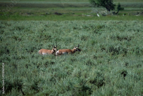 Obraz deer in the grass