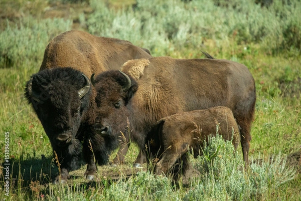Fototapeta buffalo in the grass