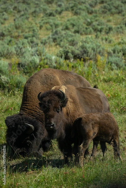 Obraz buffalo in the field