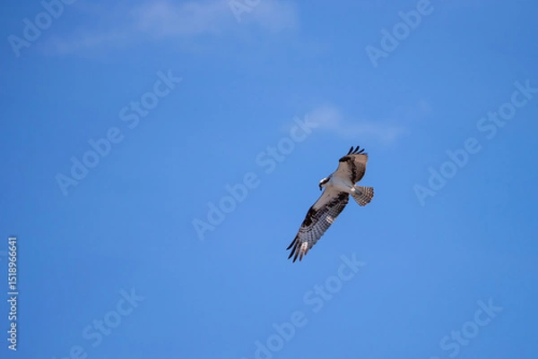 Obraz a osprey flying in the sky