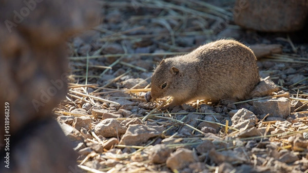 Obraz Ground squirrel in the forest