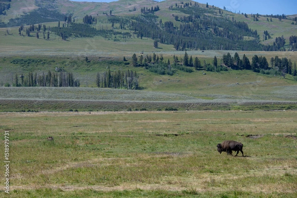 Obraz bison in yellowstone national park