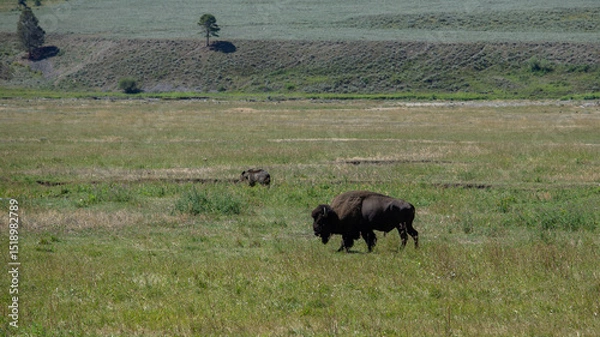 Obraz bison in the field