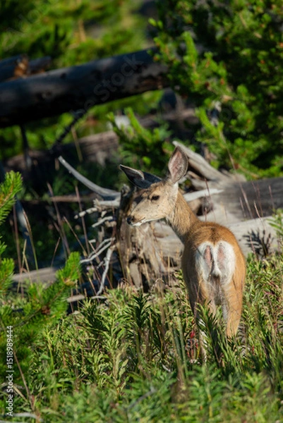 Obraz deer on the grass