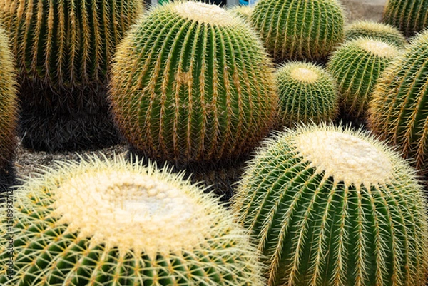 Fototapeta Round desert cacti in natural light inside a greenhouse in Hiroshima, Japan at daytime with space for text.
