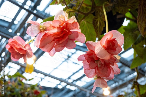Fototapeta Close up of colourful blooming Tuberous begonias flowers inside a greenhouse in a Japanese garden at daytime with daylight in Hiroshima in Japan.