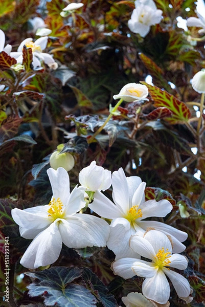 Fototapeta Close up of colourful blooming Tuberous begonias flowers inside a greenhouse in a Japanese garden at daytime with daylight in Hiroshima in Japan.