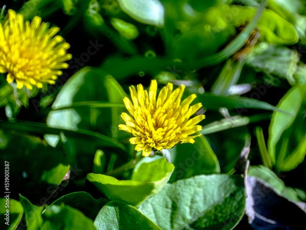 Fototapeta Beautiful yellow dandelion flower on the lawn in spring