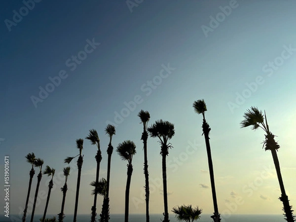 Fototapeta Scenic View of Sugar Palm Trees (Toddy Palms) Standing Tall in Front of the Ocean at Promthep Cape, Phuket, Thailand