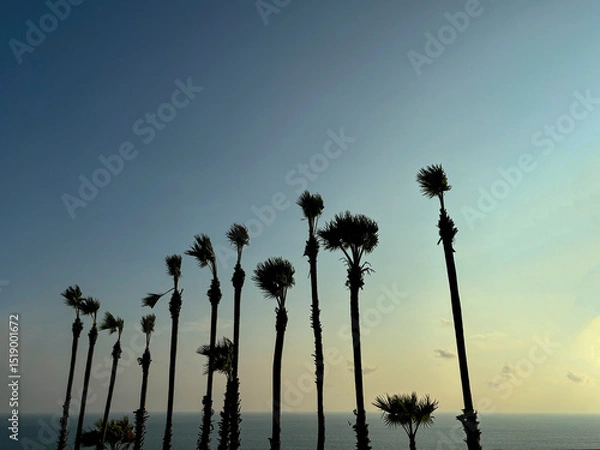 Fototapeta Scenic View of Sugar Palm Trees (Toddy Palms) Standing Tall in Front of the Ocean at Promthep Cape, Phuket, Thailand