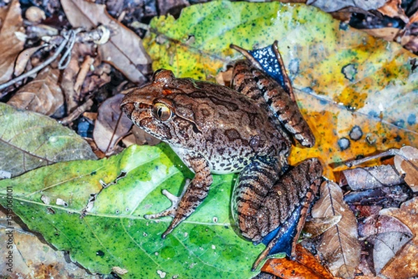 Obraz Australian Endangered Giant Barred Frog