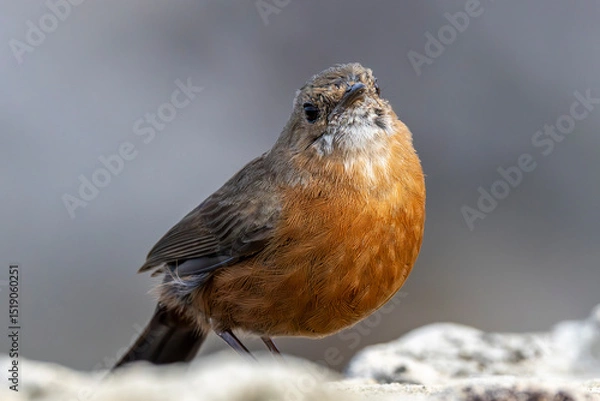 Obraz Australian Rock Warbler