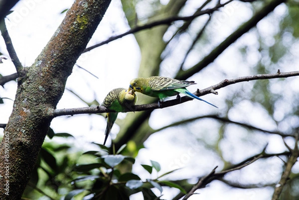 Fototapeta Two budgerigars sharing food on a tree branch