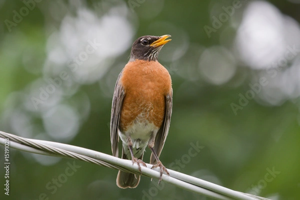 Obraz Robin Singing on a Wire