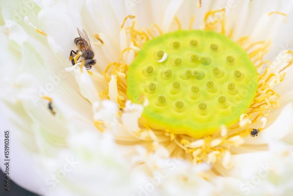 Fototapeta Bee on a white lotus flower