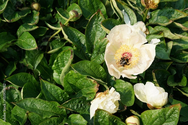 Obraz White peony with yellow centre, bumblebee and bits, Pollination