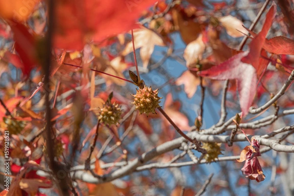 Fototapeta Bright red leaves and green fruits are the autumn season. Golden leaves and green fruits of Liquidambarian eraciflua, in focus against a background of blurred leaves. The design concept is nature.