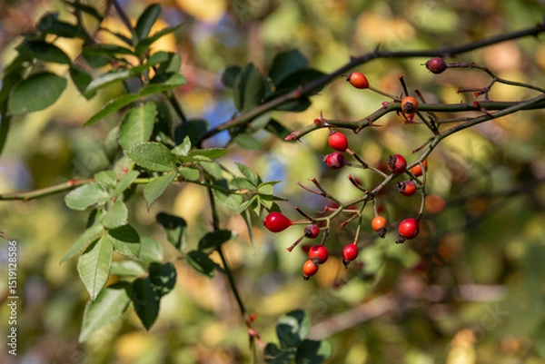 Fototapeta Autumn. Ripe wild rose fruits. A branch of a rose. rosehip fruits. Yellow-green leaves. A rosehip bush with fruits, ready for harvesting in autumn.