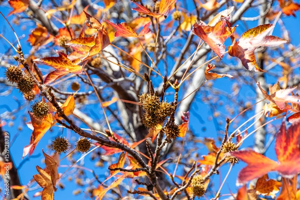 Fototapeta Colorful autumn background with red maple foliage. Liquidambar-eraciflua.Bright red leaves and green fruits are the autumn season. Golden leaves and green fruits of Liquidambarian eraciflua.