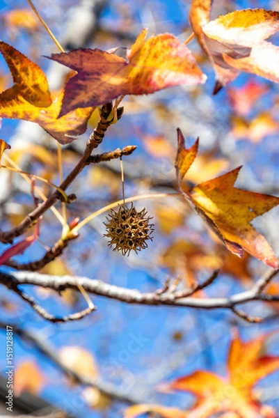 Fototapeta Liquidambar-eraciflua. Colorful autumn background with red maple foliage. Bright red leaves and green fruits are the autumn season. Golden leaves and green fruits of Liquidambarian eraciflua.