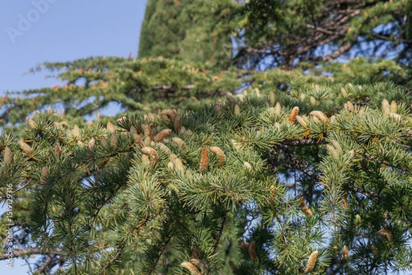 Fototapeta Larix sibirica, Siberian larch or Russian larc. Close-up of young green larch needles. Larch is the only deciduous European coniferous tree. A tree with fresh green leaves and cones on young branches.