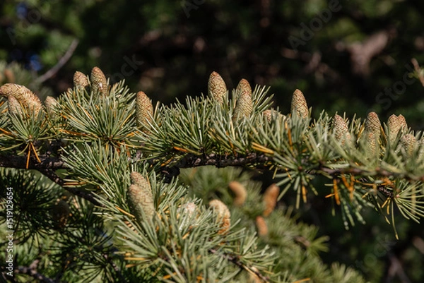 Fototapeta Close-up of young green larch needles. Larix sibirica, Siberian larch or Russian larc. Larch is the only deciduous European coniferous tree. A tree with fresh green leaves and cones on young branches.