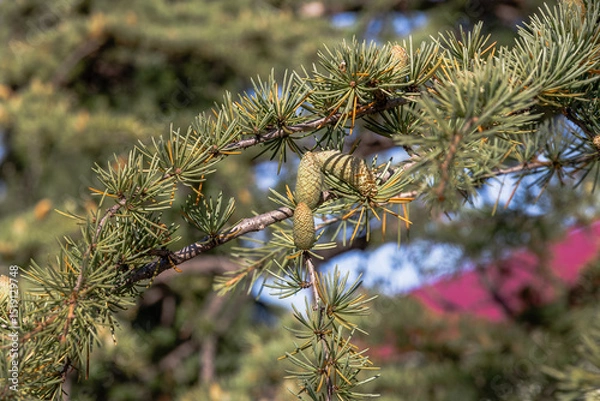 Fototapeta Close-up of young green larch needles. Larix sibirica, Siberian larch or Russian larc. A tree with fresh green leaves and cones on young branches. Larch is the only deciduous European coniferous tree.