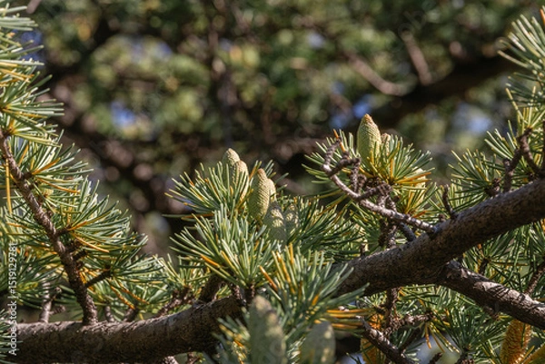 Fototapeta Close-up of young green larch needles. A tree with fresh green leaves and cones on young branches. Larix sibirica, Siberian larch or Russian larc. Larch is the only deciduous European coniferous tree.