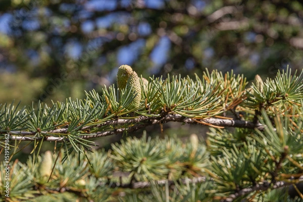 Fototapeta A tree with fresh green leaves and cones on young branches. Close-up of young green larch needles. Larch is the only deciduous European coniferous tree. Larix sibirica, Siberian larch or Russian larch