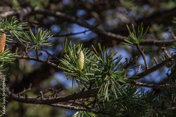 Fototapeta A tree with fresh green leaves and cones on young branches. Larch is the only deciduous European coniferous tree. Close-up of young green larch needles. Larix sibirica, Siberian larch or Russian larch
