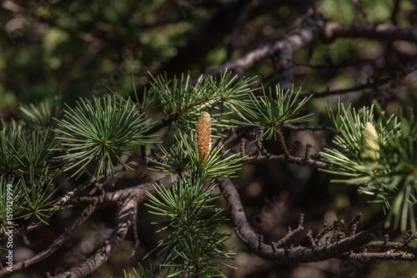 Fototapeta Larch is the only deciduous European coniferous tree. A tree with fresh green leaves and cones on young branches. Close-up of young green larch needles. Larix sibirica, Siberian larch or Russian larch