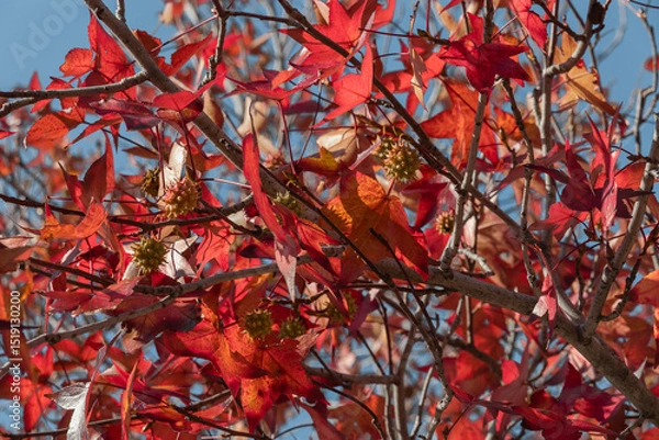 Fototapeta Golden leaves and green fruits of Liquidambarian eraciflua, in focus against a background of blurred leaves. The design concept is nature. Bright red leaves and green fruits are the autumn season. 