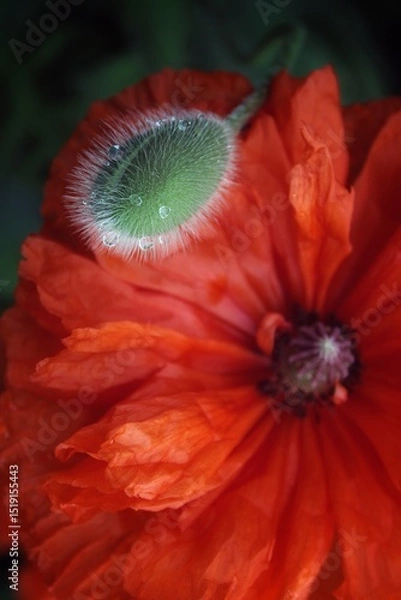 Obraz Poppy flowers show the beauty of nature with vibrant floral elegance. Poppy bud in raindrops. Vibrant natural background.